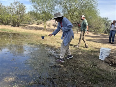 Pupfish release at El Rio Preserve