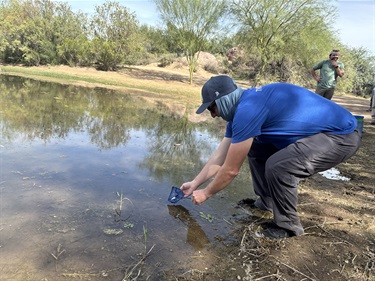 Pupfish release at El Rio Preserve