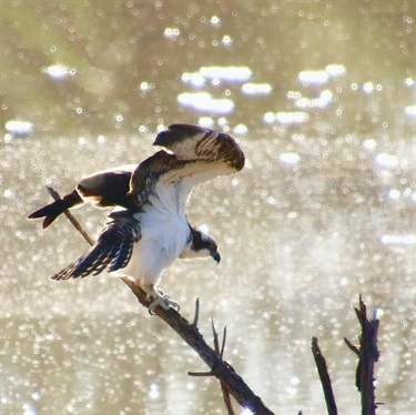 Bird spotted at El Rio Preserve