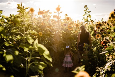 Sunflower field at Marana Fall Festival