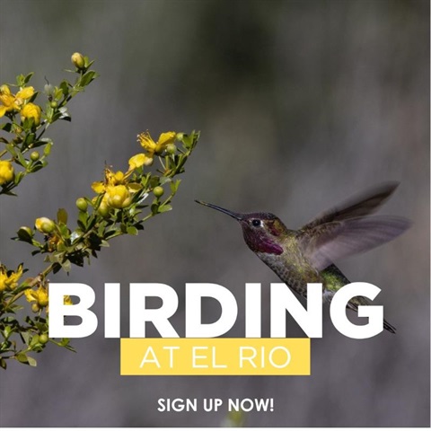 Social-Birding-at-El-Rio-Social-Summer-2025-1.jpg