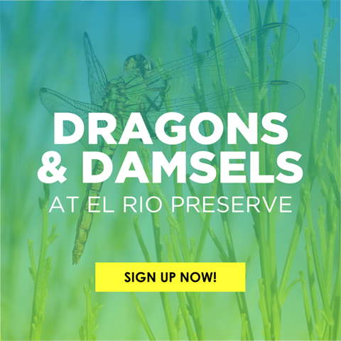 Dragons and Damselflies Social Square (1).png