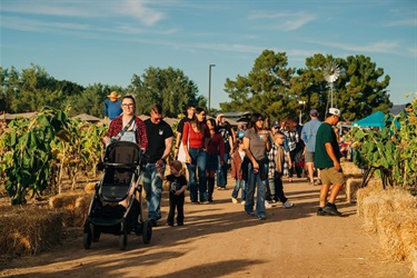 Families walking through Sunflower field with hay bales