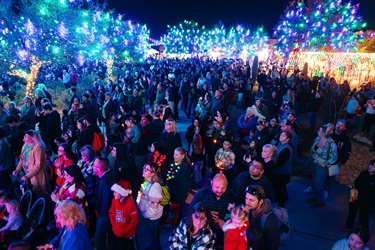 Crowds under the glowing trees