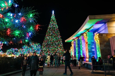 Christmas tree and lights at the Ed Honea Marana Municipal Complex